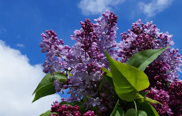 Flower, spring, lilac, blooming