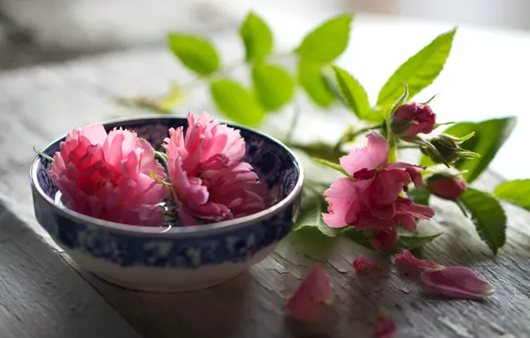 Картинка листья, цветы, стол, фон, доски, розы, светлый, размытие