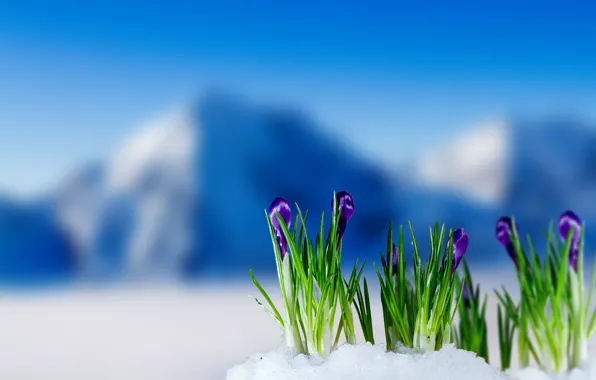 Картинка весна, крокусы, цветение, flowers, mountain, snow, spring, crocus