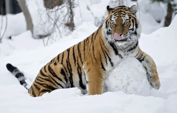 Игра, Тигрица, забава, снежный ком