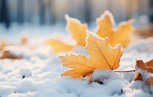 Картинка зима, осень, листья, снег, фон, клен, close-up, winter