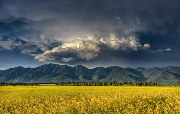 Поле, лес, небо, облака, деревья, цветы, горы, тучи