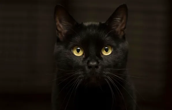 Кошка, глаза, кот, взгляд, темнота, фон, черный, желтоглазый