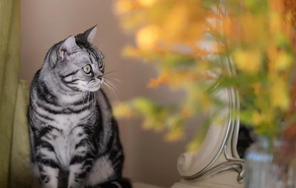 Кошка, кот, взгляд, цветы, букет, желтые, зеркало, серая