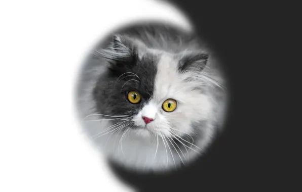 Котенок, мордочка, kitten, черно-белый фон, инь-янь, черно - белое, by Pyrus-acerba