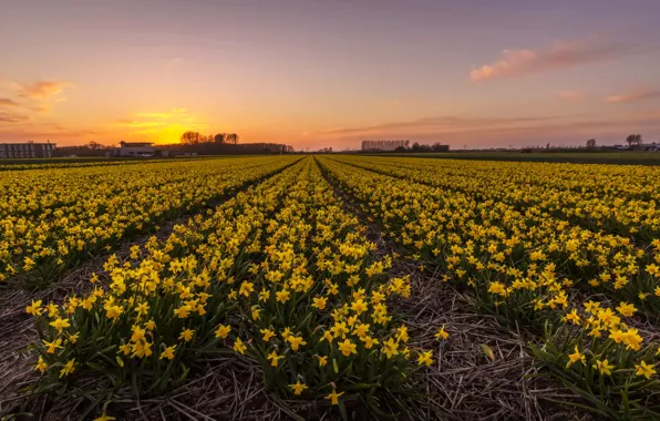 Поле, закат, sunset, нарциссы, плантация, Netherlands, Fields