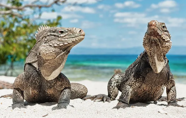Beach, animals, iguana