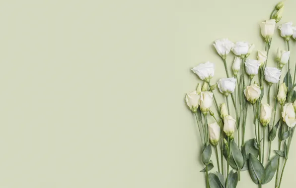 Картинка цветы, букет, эустома