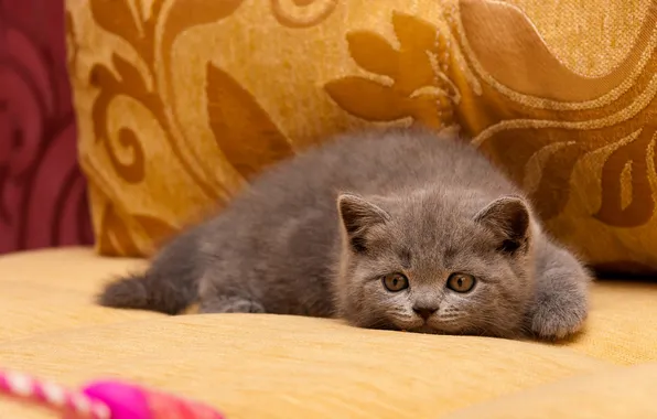Кошка, взгляд, поза, котенок, серый, диван, игрушка, лежит