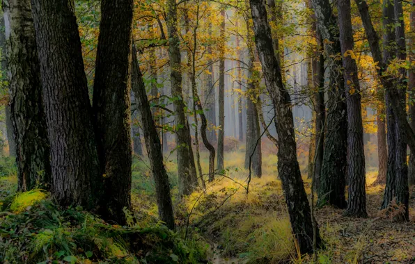 Осень, лес, деревья, ветки, туман, стволы, листва, березы
