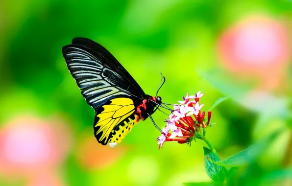 Цветок, листья, бабочка, Макро, крылья