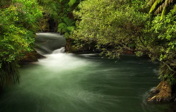 Зелень, ветки, ручей, течение, Новая Зеландия, кусты, Okere Falls