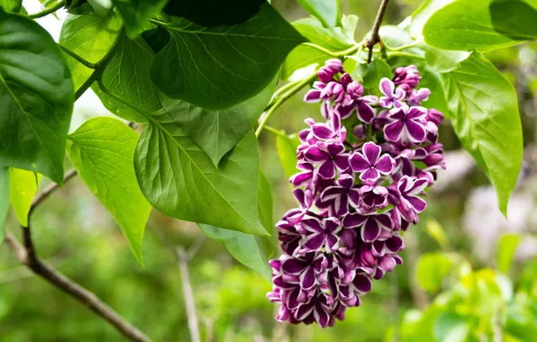 Картинка ветки, цветы, листья, боке, сирень, зелень, цветение, весна