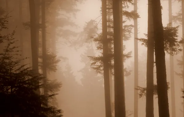 Картинка лес, Туман, сепия
