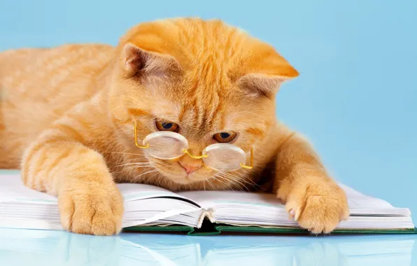 Кот, фон, юмор, лапы, рыжий, очки, лежит, книга