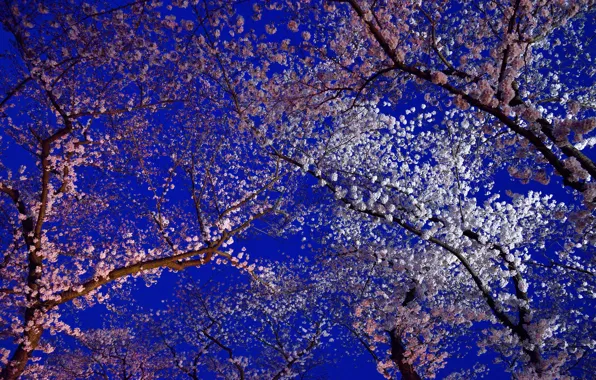 Картинка цветы, весна, Япония, сакура, цветение, Киото
