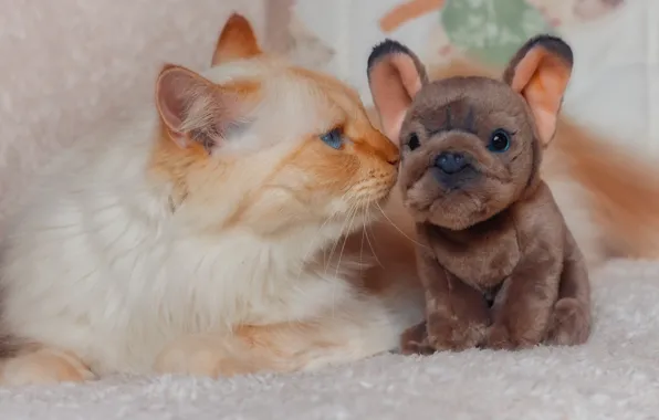 Кошка, кот, взгляд, поза, мордашка