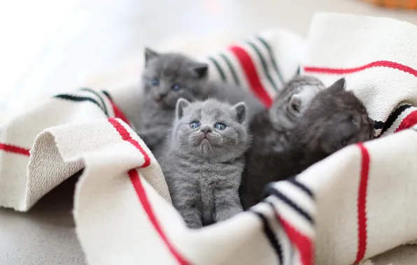 Кошки, котенок, котята, ткань, малыши, британские, выводок