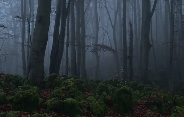 Лес, деревья, ночь, природа, туман, мох, сумерки, Niklas Hamisch