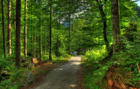 Дорога, лес, деревья, природа, фото, Германия, Бавария