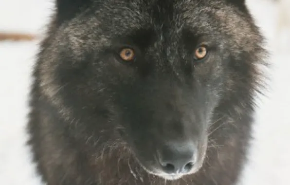 Nature, predator, animal, wolf, wildlife, portrait, portrait., Canis lupus. face