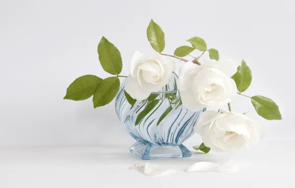 Белый, розы, ваза