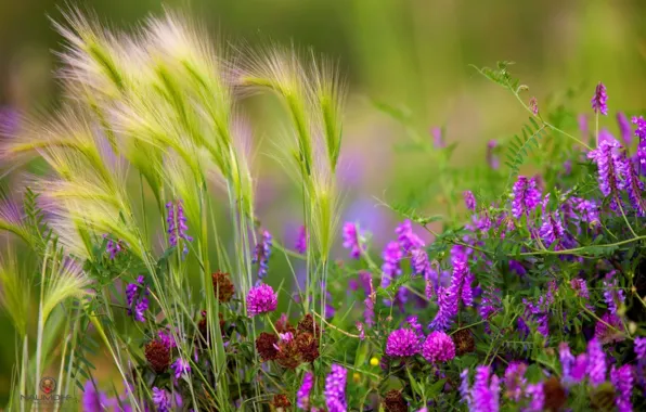 Картинка трава, цветы, луг
