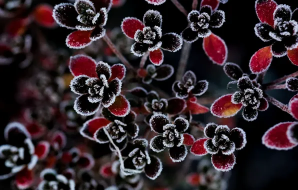 Цветы, природа, фон