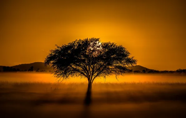 Картинка закат, туман, дерево