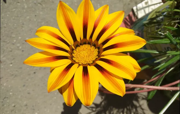 Flower, Газания, Yellow flower