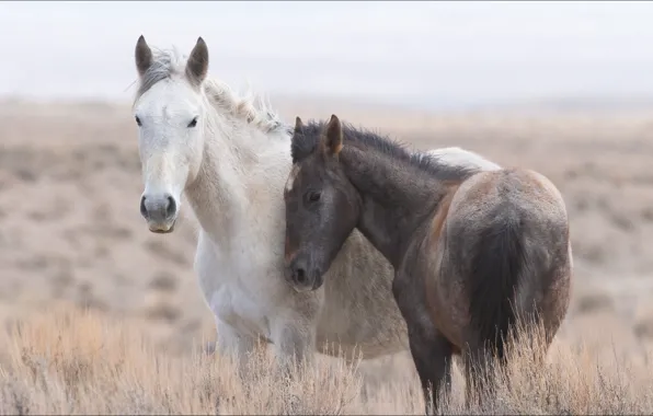 Животные, лошади, двое, animals, two, horses