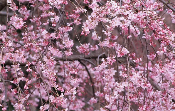 Цветы, ветки, природа, вишня, дерево, розовый, весна, лепестки