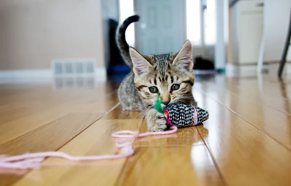 Кошка, взгляд, поза, котенок, серый, комната, игрушка, игра