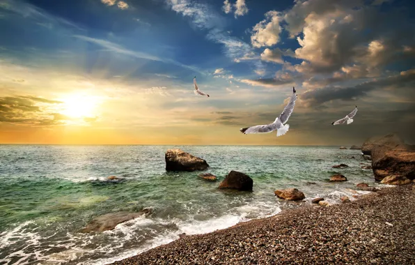 Картинка море, небо, солнце, облака, камни, рассвет, побережье, чайки
