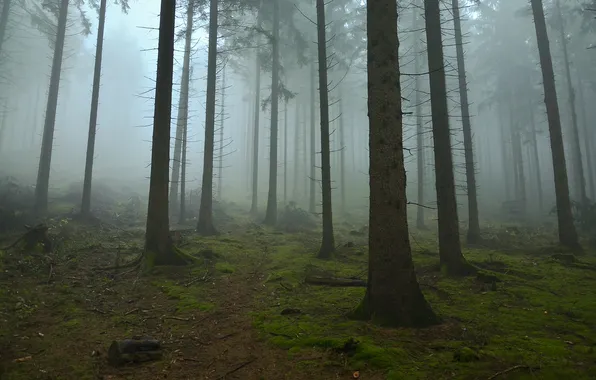 Картинка лес, деревья, природа, туман