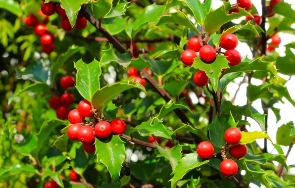 Red, leafs, fruit