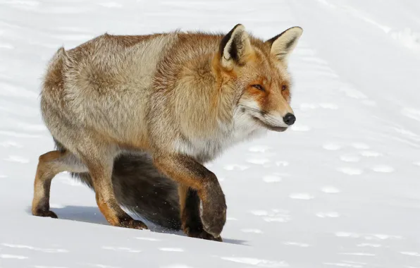 Зима, взгляд, морда, снег, следы, природа, поза, лапы