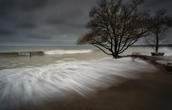 Картинка море, дерево, берег