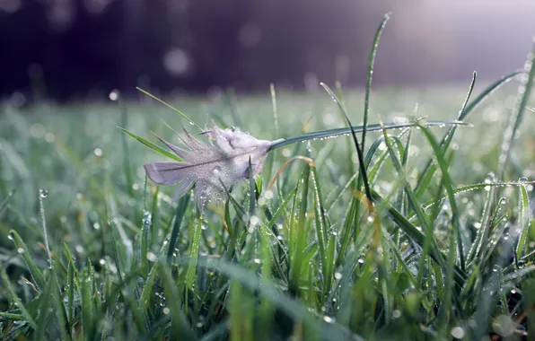 Картинка трава, вода, капли, природа, grass, bokeh, перышко