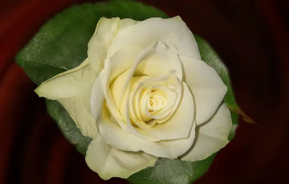 Картинка фон, роза, лепестки, бутон, белая роза