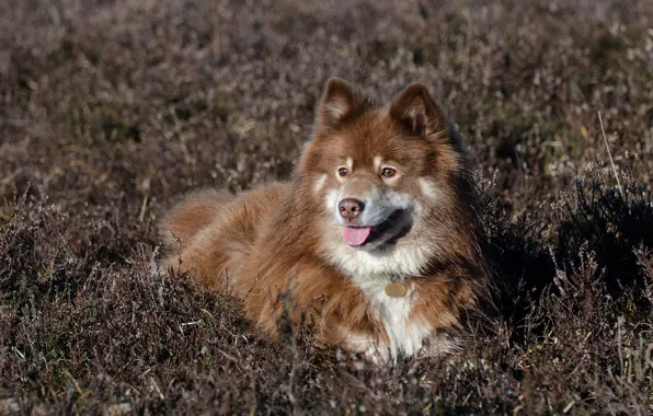 Картинка трава, собака, вереск, Финский лаппхунд