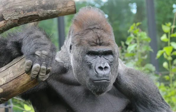 Картинка взгляд, морда, горилла
