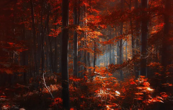 Картинка осень, лес, листья, деревья, красные, Ildiko Neer