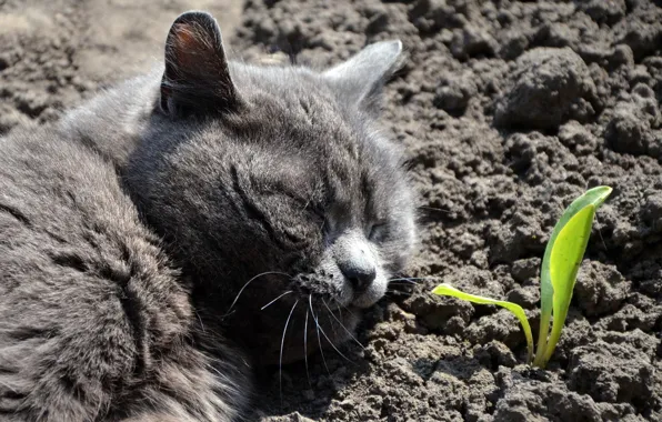 Кошка, спит, хорошо