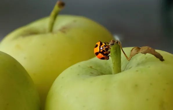 Картинка фон, яблоки, божья коровка, насекомое