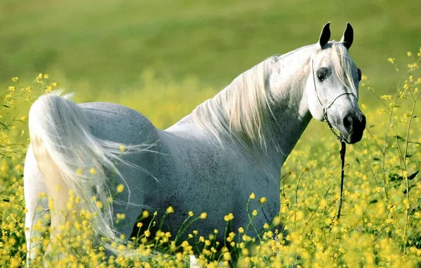 Картинка цветы, лошадь, белая