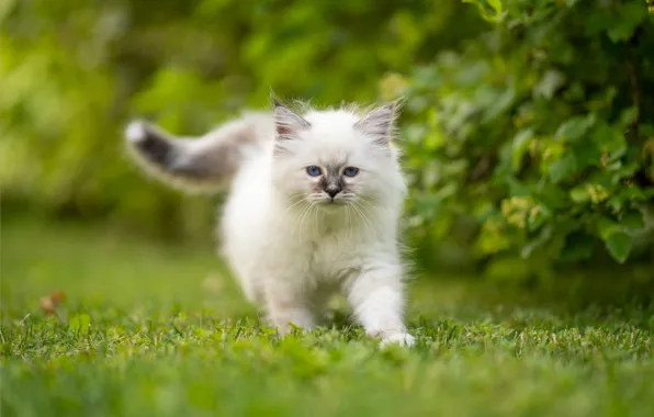 Картинка пушистый, прогулка, котёнок, Бирманская кошка