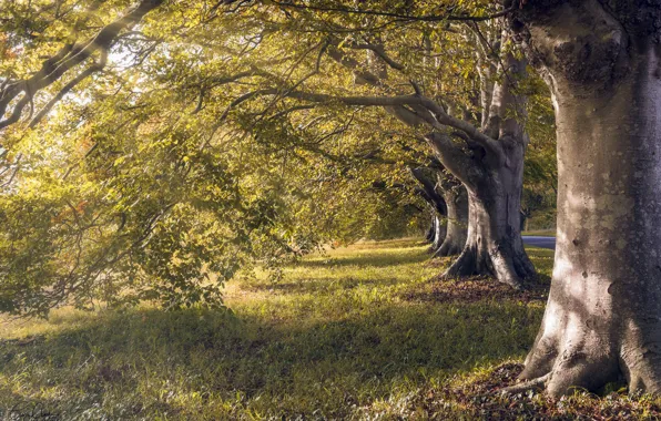 Дорога, осень, деревья