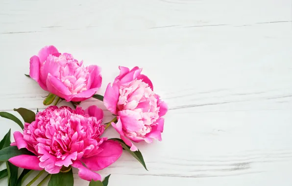 Картинка цветы, розовые, pink, flowers, пионы, peonie