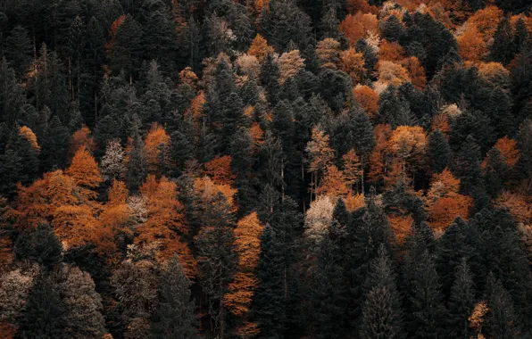 Картинка forest, trees, landscape, nature